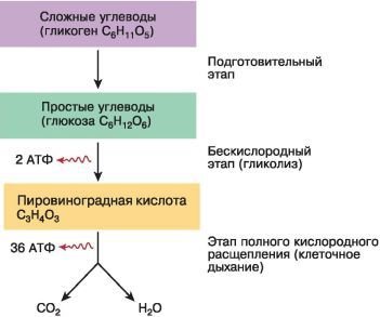 Биология. Общая биология. Базовый уровень. 10 класс - i_062.jpg