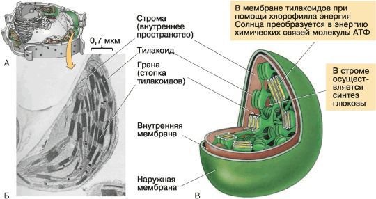 Биология. Общая биология. Базовый уровень. 10 класс - i_063.jpg
