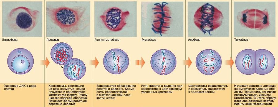 Биология. Общая биология. Базовый уровень. 10 класс - i_067.jpg