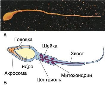 Биология. Общая биология. Базовый уровень. 10 класс - i_073.jpg