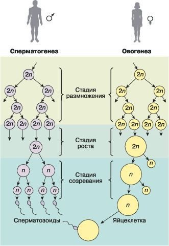 Биология. Общая биология. Базовый уровень. 10 класс - i_074.jpg