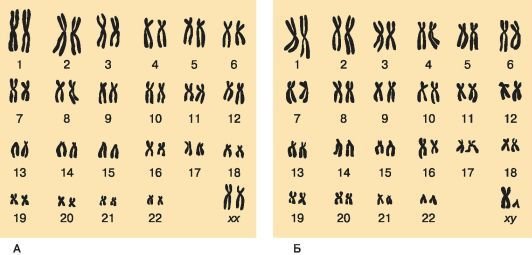 Биология. Общая биология. Базовый уровень. 10 класс - i_105.jpg