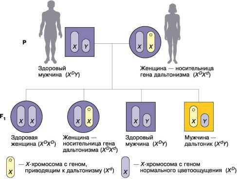 Биология. Общая биология. Базовый уровень. 10 класс - i_109.jpg
