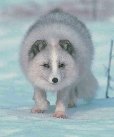 Биология. Общая биология. Базовый уровень. 11 класс - i_018.jpg