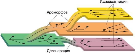 Биология. Общая биология. Базовый уровень. 11 класс - i_043.jpg