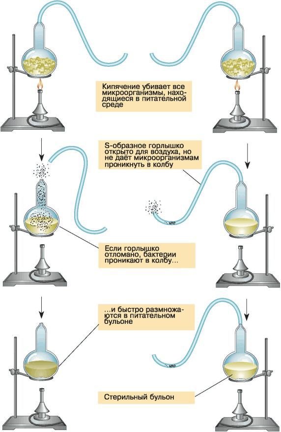 Биология. Общая биология. Базовый уровень. 11 класс - i_049.jpg
