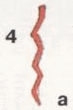 Индейцы Великих равнин - i_319.png
