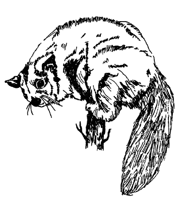 Кто есть кто в мире животных - i_006.png