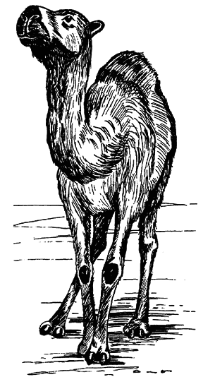 Кто есть кто в мире животных - i_011.png