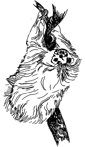 Кто есть кто в мире животных - i_014.png