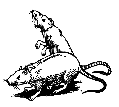 Кто есть кто в мире животных - i_015.png