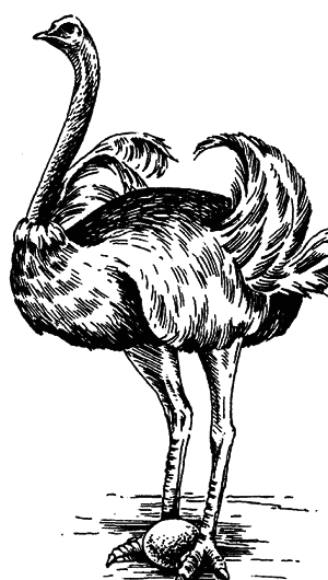 Кто есть кто в мире животных - i_025.png