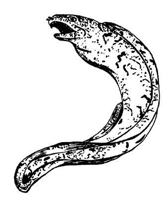 Кто есть кто в мире животных - i_033.png