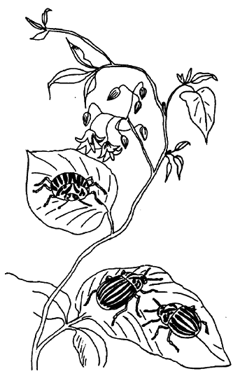 Кто есть кто в мире животных - i_038.png