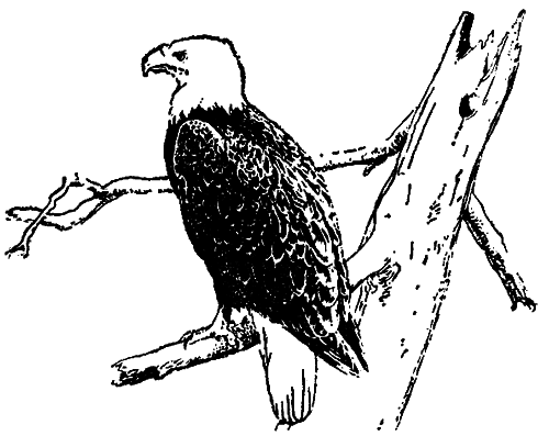 Исчезающие животные Америки - _47.png