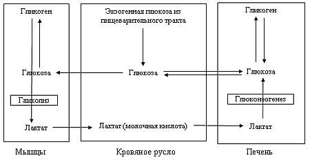 Вегетаринство (Загадки и уроки, польза и вред) - _04.jpg