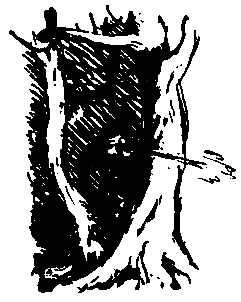 Земля Санникова (илл. Г. Никольского) - pic_57.png