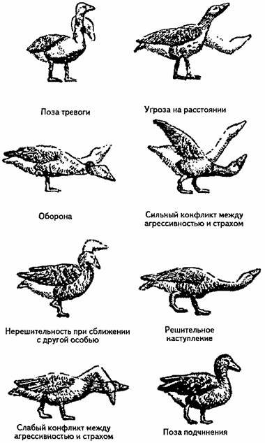 Занимательная психология - any2fbimgloader17.jpeg