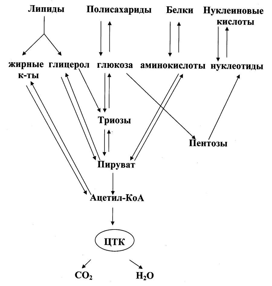 Биологическая химия - _29.jpg