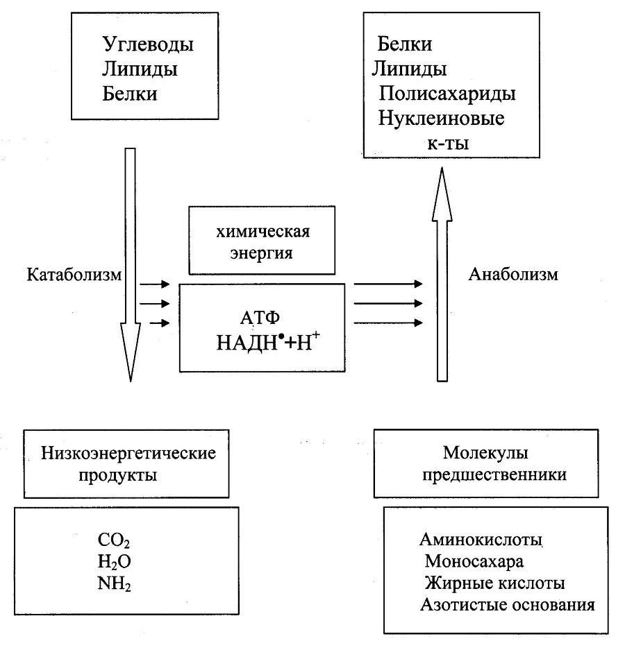 Биологическая химия - _30.jpg