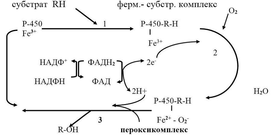 Биологическая химия - _12.jpg