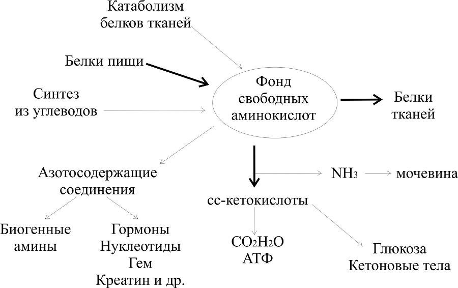Биологическая химия - _26.jpg