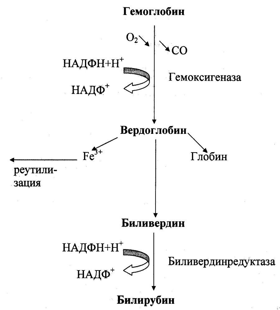 Биологическая химия - _32.jpg