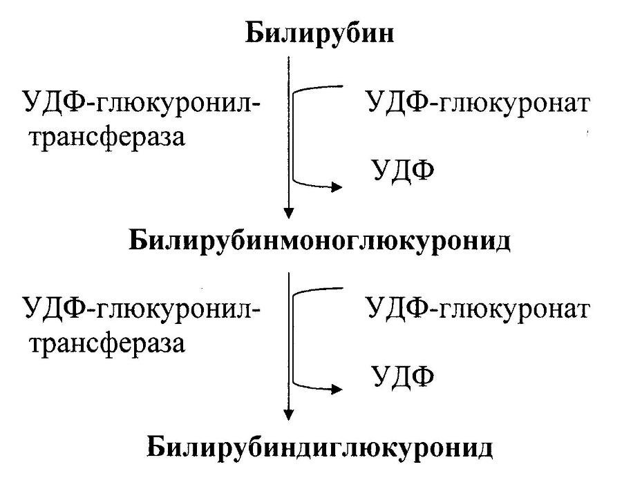 Биологическая химия - _33.jpg