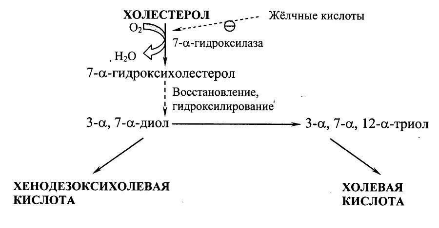 Биологическая химия - _25.jpg