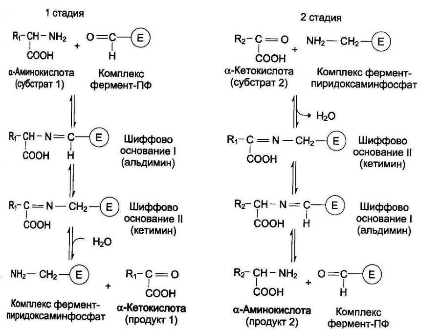Биологическая химия - _27.jpg
