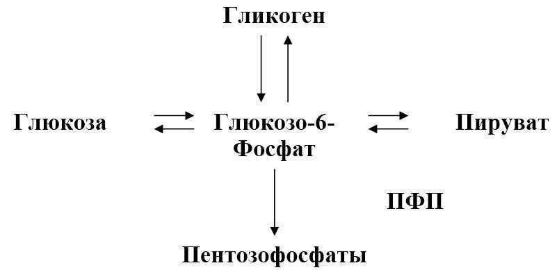 Биологическая химия - _31.jpg