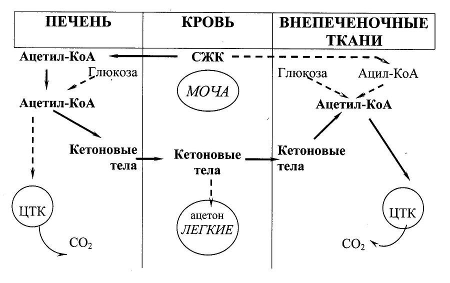 Биологическая химия - _21.jpg