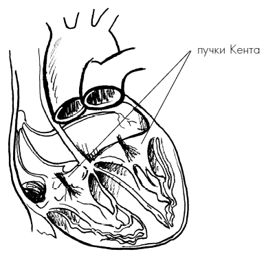 Пока едет «Скорая». Рассказы, которые могут спасти вашу жизнь - i_032.png