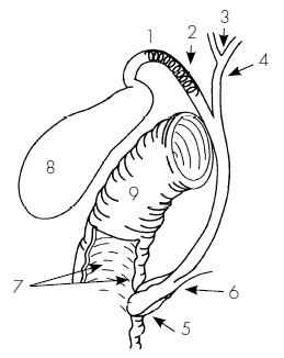 Пока едет «Скорая». Рассказы, которые могут спасти вашу жизнь - i_036.png