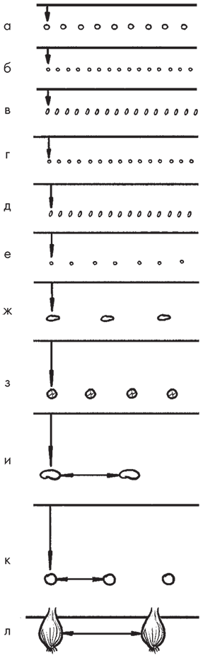 Овощи, ягоды, фрукты. Умная рассада и бережное хранение - i_025.png