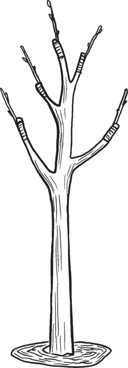 Календарь работ садовода-огородника. Прививаем сад - i_076.png