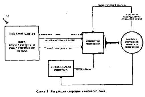 Механизмы регуляции вегетативных функций организма - image010.jpg