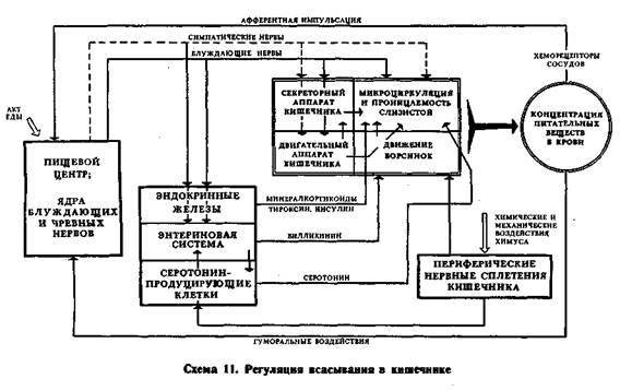 Механизмы регуляции вегетативных функций организма - image012.jpg