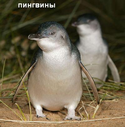 Атолл - pic_8.jpg