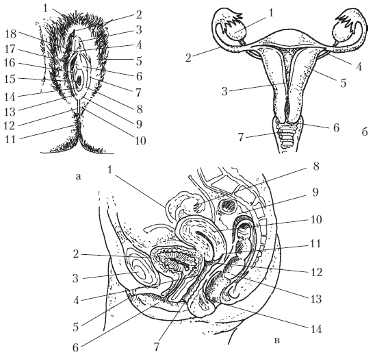 200 интимных вопросов гинекологу - i_001.png