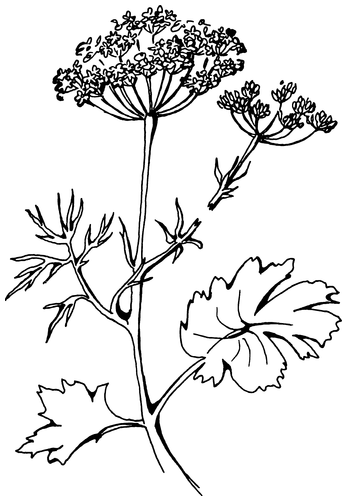 Растения, побеждающие боль. Дача — вылечит, дача — исцелит - i_003.png