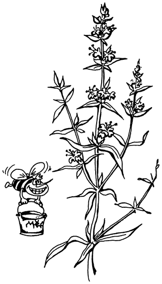 Растения, побеждающие боль. Дача — вылечит, дача — исцелит - i_004.png