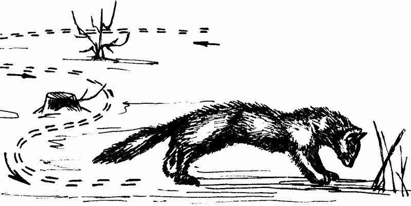 Энциклопедия заядлого охотника. 500 секретов мужского удовольствия - i_016.jpg