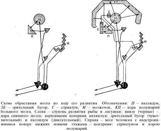 О ловкости и ее развитии - any2fbimgloader74.jpeg