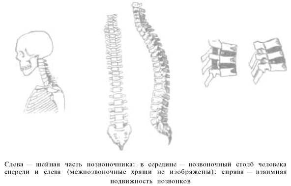 О ловкости и ее развитии - any2fbimgloader9.jpeg