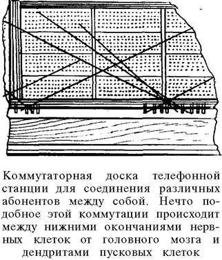 О ловкости и ее развитии - any2fbimgloader83.jpeg