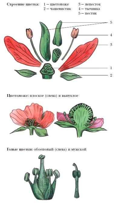 Энциклопедия «Биология» (без иллюстраций) - c_002.jpg