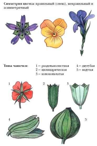 Энциклопедия «Биология» (без иллюстраций) - c_003.jpg