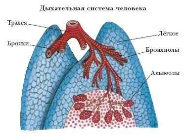 Энциклопедия «Биология» (без иллюстраций) - d_037.jpg