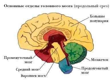 Энциклопедия «Биология» (без иллюстраций) - g_031.jpg